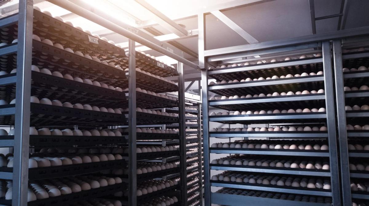 Rows of fertilized eggs in an automated commercial hatchery