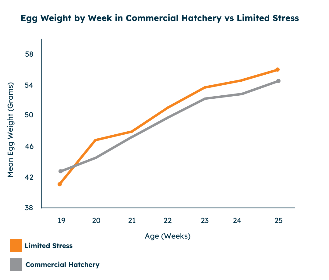 Egg Weight by Week: Commercial Hatchery vs Limited Stress