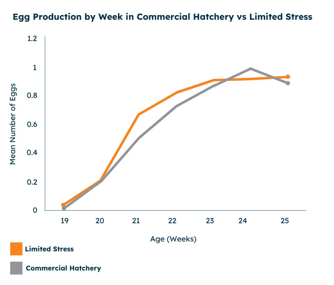 Egg Production by Week: Commercial Hatchery vs Limited Stress